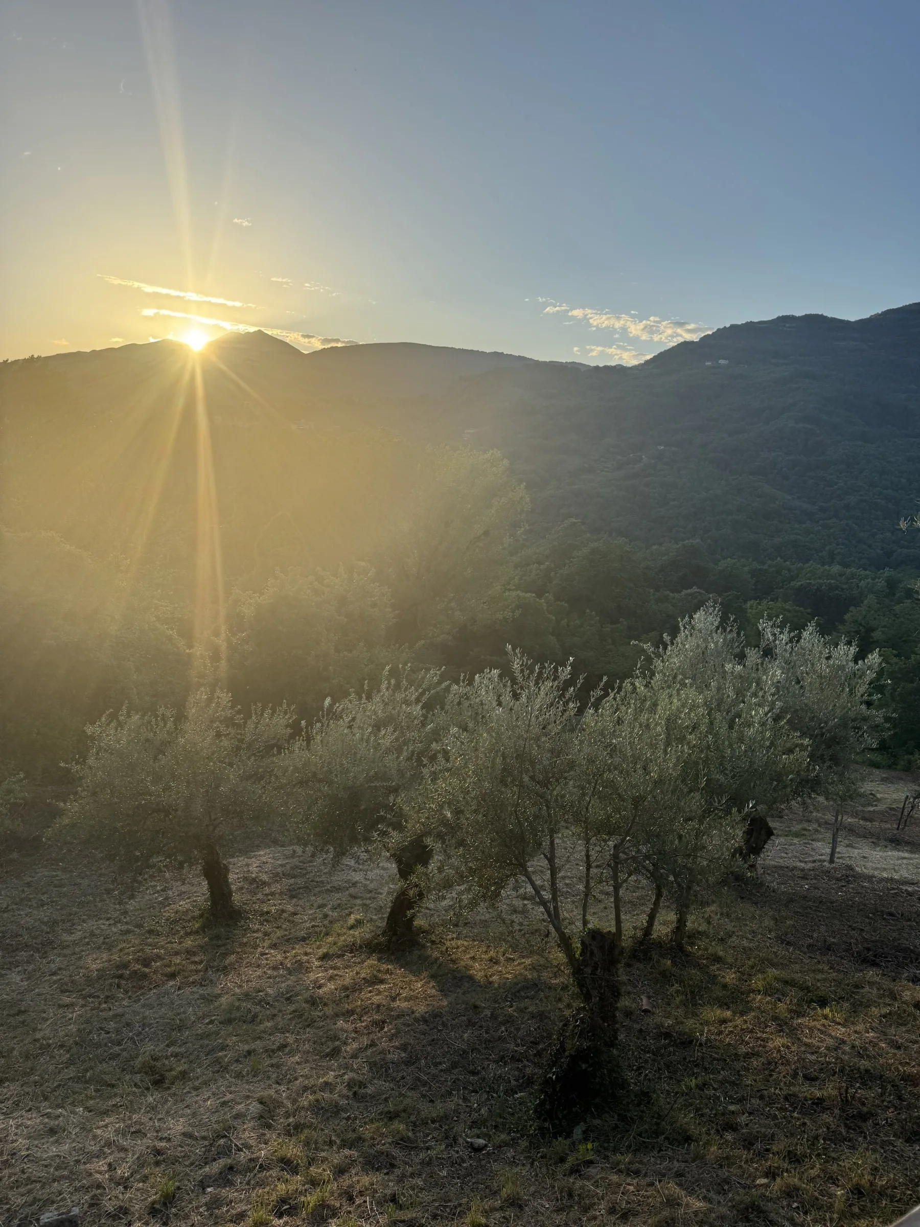 Olivenhain der Casa Cafaro in der Basilicata im Abendlicht
