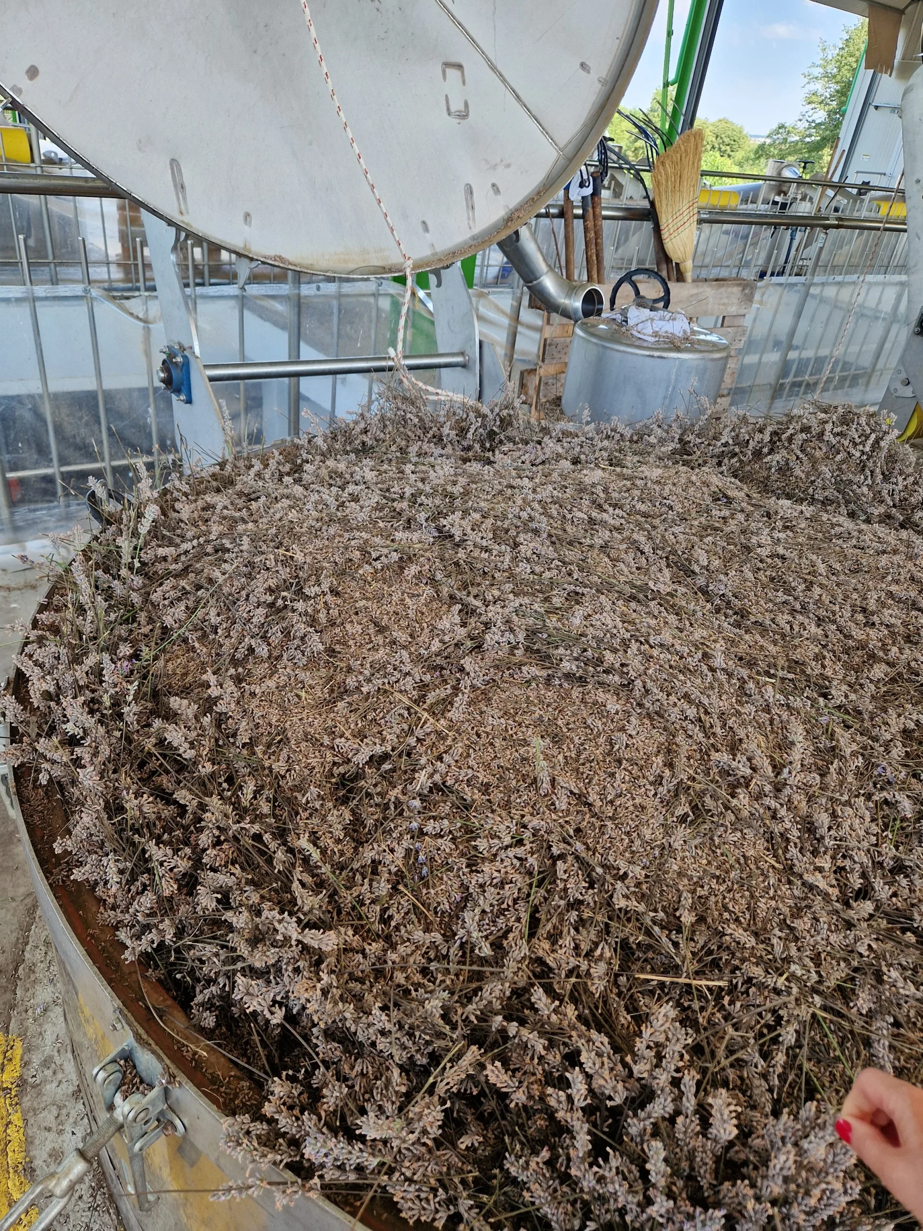 Frisch geernteter Lavendel im Destillierkessel der Destillerie Esseterre in Dobrich