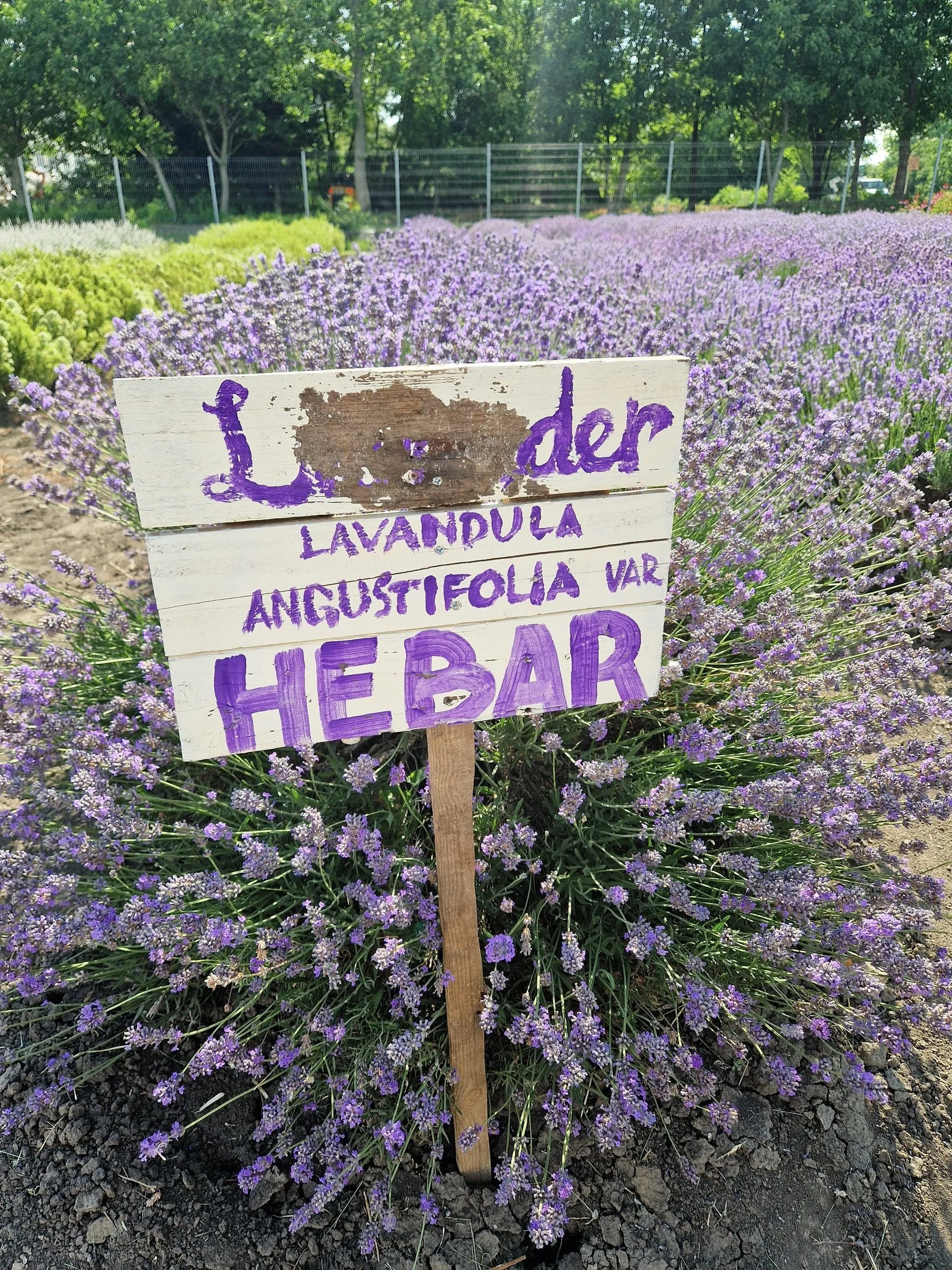 Lavendelfeld der Sorte Hebar